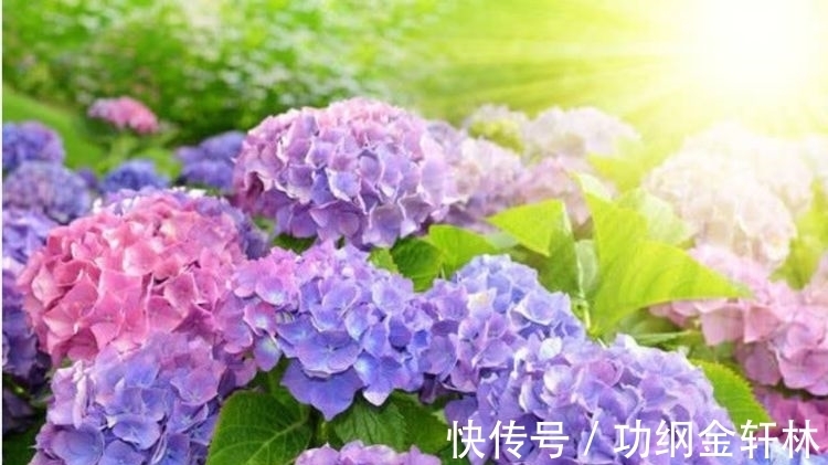 3种“漂亮又好养”的花,一开就是300多天,太好养