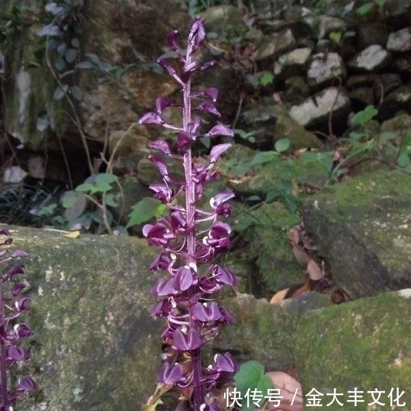 发芽|这野草喜欢在石头缝里生根发芽,常被农民所忽视,殊不知珍贵难得