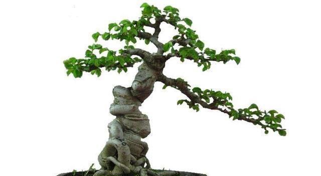 盆景|树桩盆景养护心得,造型、浇水、换盆这5点最关键