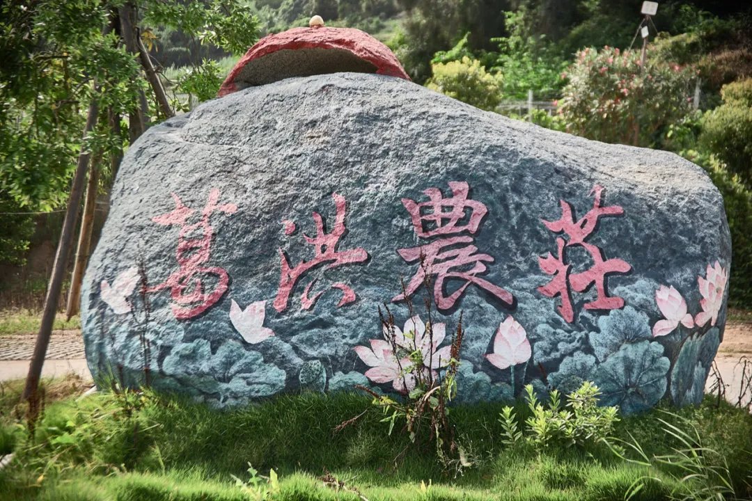 荷花季|夏日最美荷花季！霞浦这两处赏荷地，你去过没有？