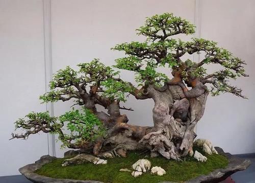 什么样的盆栽适合家里养？