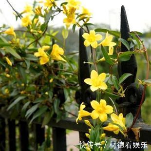 芳香|冬季一定要养的芳香花卉——法国香水藤，比法国香水还像，花还美