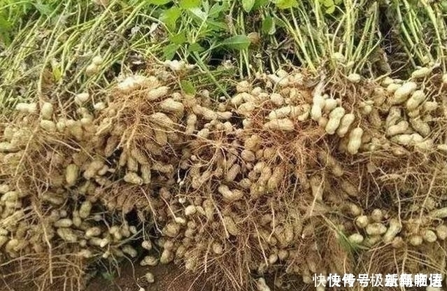 一段时间|每天起床空腹吃几颗花生,坚持一段时间,这4件“好事”找上你!