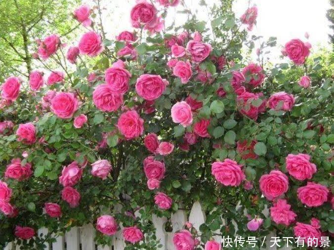 居家就养此款花卉，不闻不问，花开爆盆美如花，花团紧簇