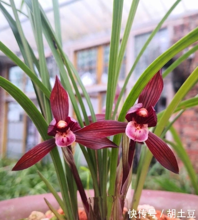 春兰顶级红素“醉红素”,一杆双花,姿态优美,新手照样能养好