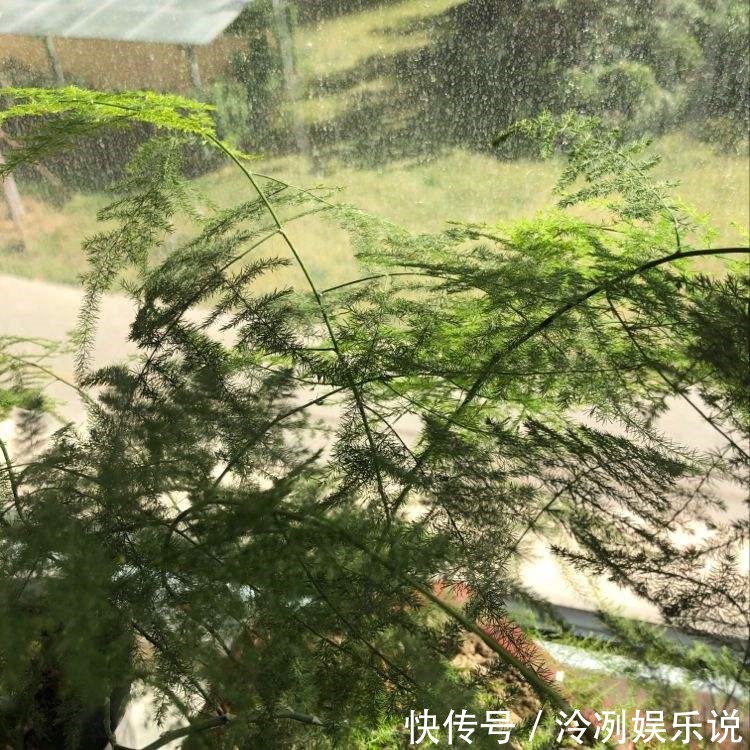 给文竹照这法子养，几星期结出上百个果，邻居羡慕的直拍照！