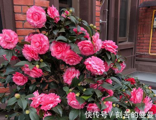 这些九月容易“饿”的花,多晒太阳,施对肥,开出碗大的花