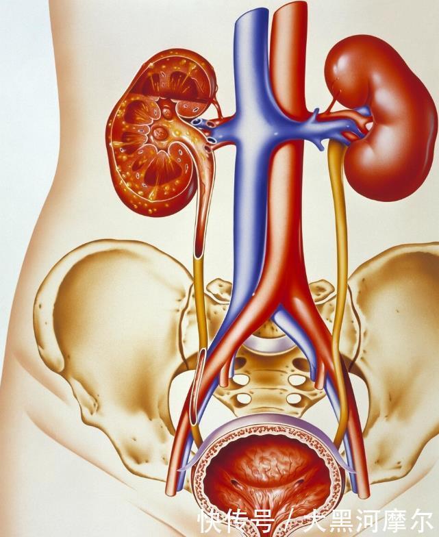 肾病|肾病不可只看尿蛋白不想耽误病情,有4项指标最好快点弄清楚