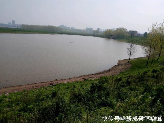 江西太冷了红眼鲮入侵江西却被成群冻晕，钓鱼人可以捞几十斤