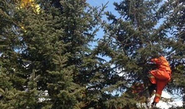 跳伞|二战飞行员跳伞挂在树上,70年后才被找到,已成白骨被藤蔓围绕