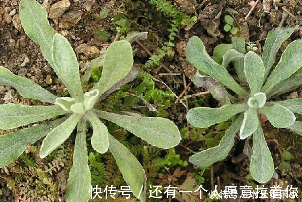 清明|4种天然的“止咳药”，漫山遍野都是，聪明人一直在吃