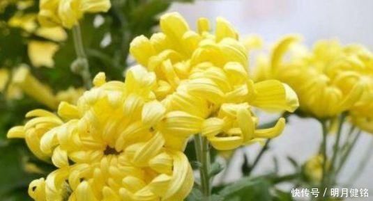 海带|女性担心满脸皱纹,要学会吃3种食物,排毒养颜、延缓衰老