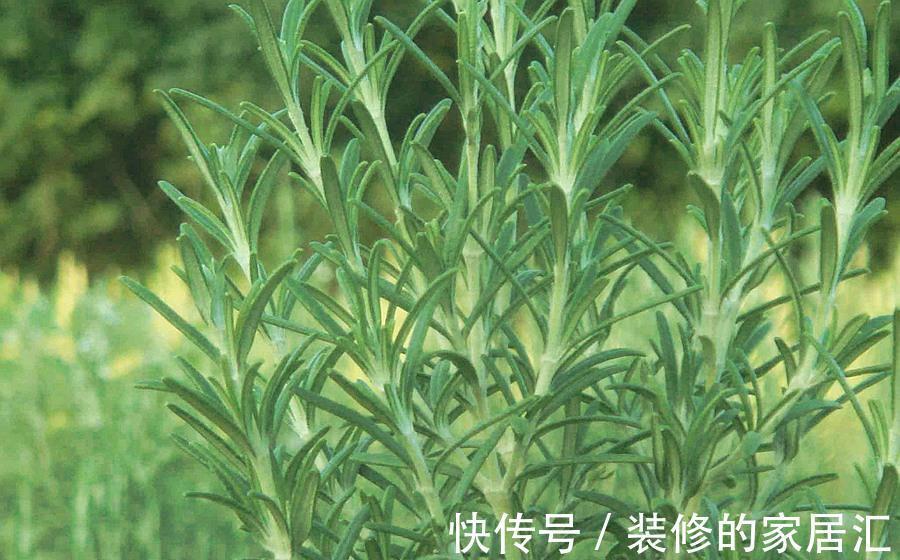 迷迭香|养花试试这几款,花朵格外的高雅,玲珑有趣