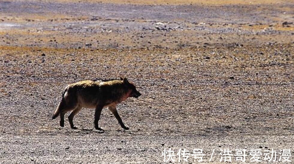 区域|为什么有些人说：在西藏的无人区，夜晚不要住在车内？有多危险？