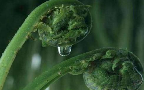 此“长寿菜”又到采摘季，别因常见而忽视，价值很大，别不懂