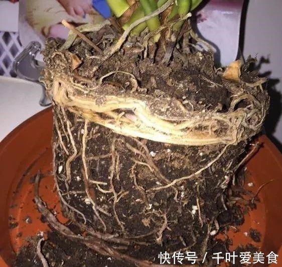 出门最容易“捡到”的5种花，拿回家剪几刀，不花钱成好看盆栽