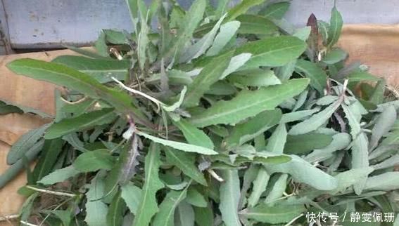 见到此野菜,一定要拔回家,好处不请自来,早看早知早受益