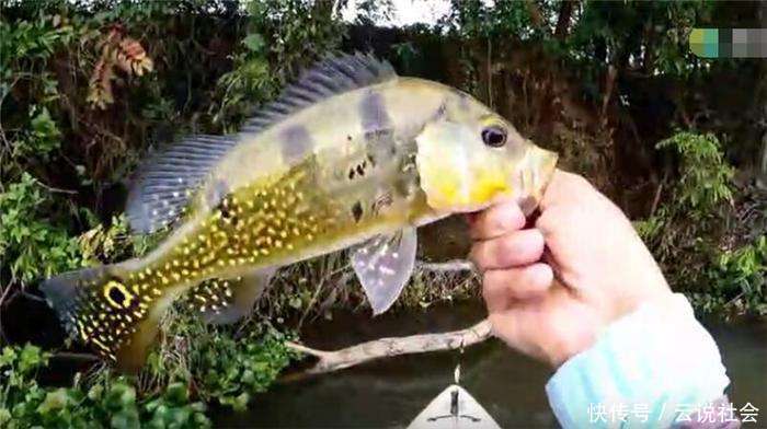 男子选这样的地方钓鱼, 划着艇子随便抛竿都有鱼追饵