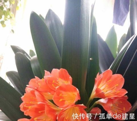 发黄|夏季养君子兰,记住一个“少”字,不烂根不黄叶,长的就是旺!