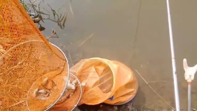 大爷|大爷用蚯蚓钓鱼二十年的配方,每次都收获满满,原来秘密在这