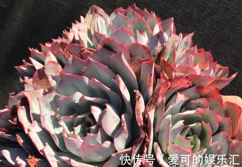 老桩|喜欢薄叶多肉,却没养过蓝光?那就像吃火锅不放香菜一样没有灵魂