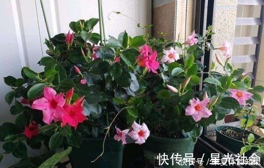 盆栽|一种小花太神奇，一对叶子6朵花，养一棵开一片，室内室外都能养！