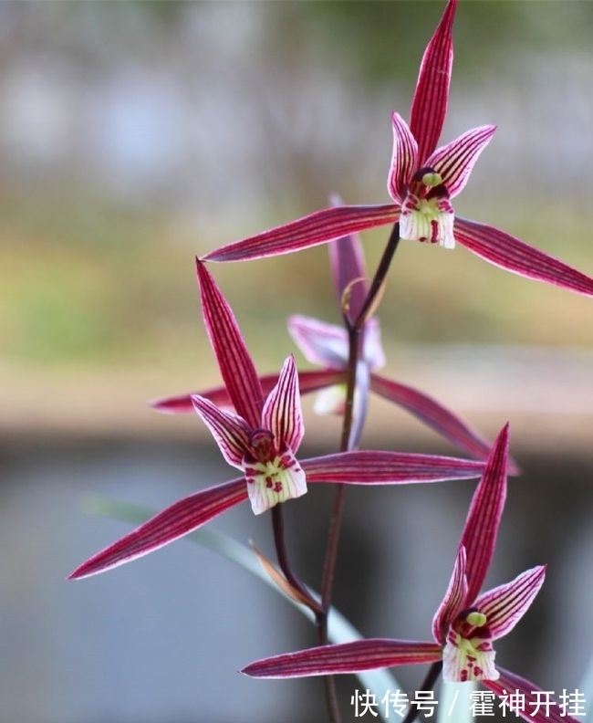 家种几株兰,香味一整年,花色绚丽多彩,上盆高雅,你家种了吗