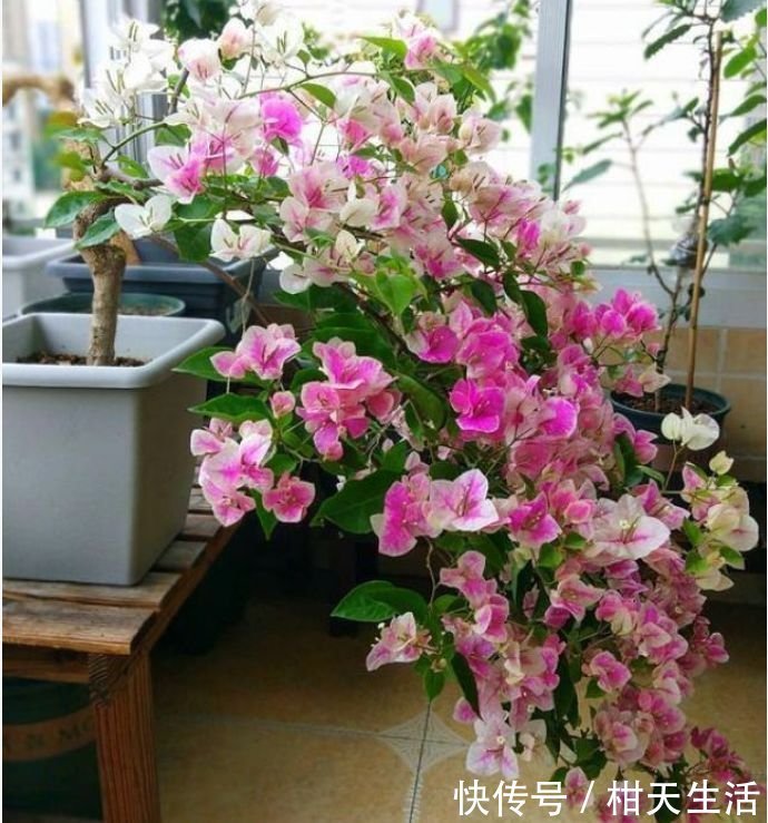 养花就养这几款，全年开花不停，花型圆滚惹人爱，值得拥有