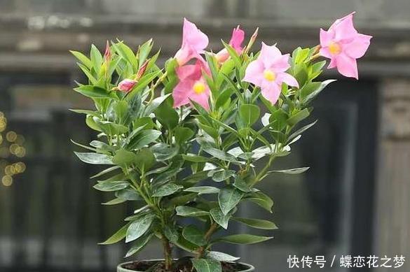 压弯|花期到了不开花用上1种“白粉末”,早晚浇一点,花多到压弯枝