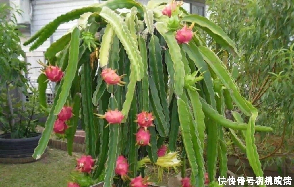 这“2种”水果,剪根枝条插土里,15天生根,2年结果,果子吃不完