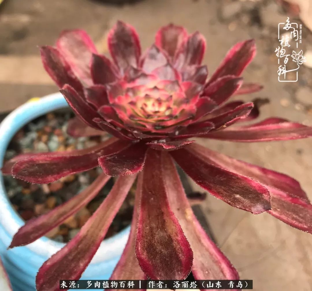 我和我的“多肉恋人”,怎么样有没有惊艳到你!