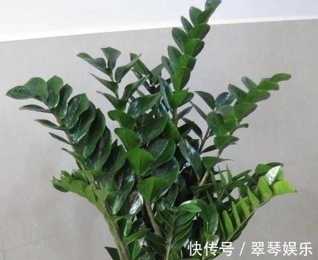 大户人家|4种花,大户人家养的多,个个四季常青寓意好