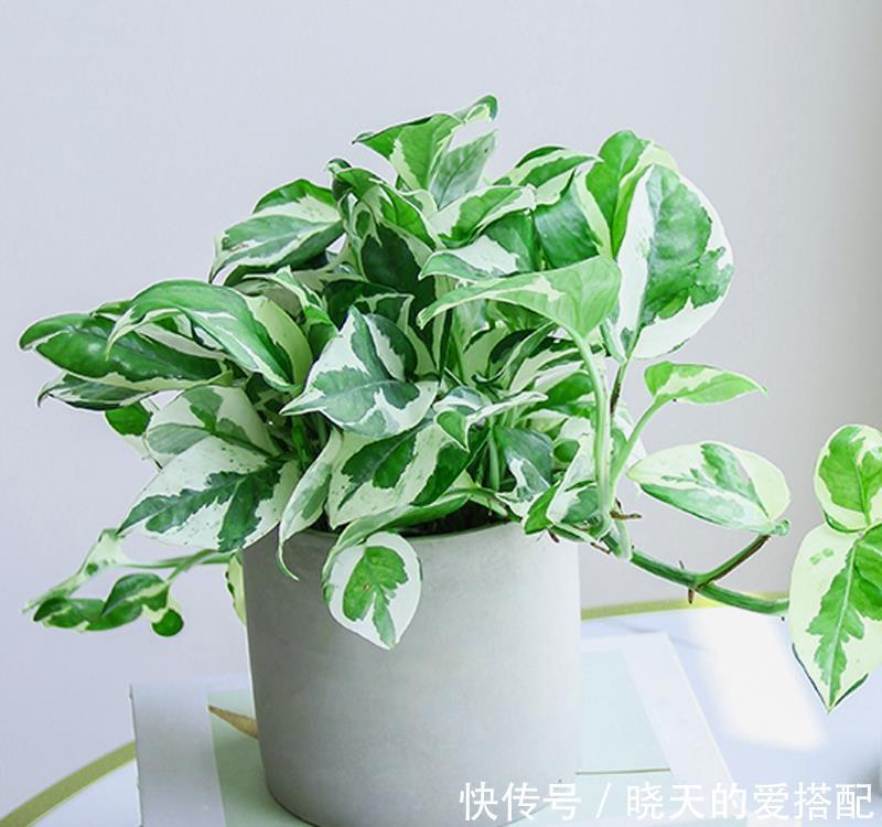 惊艳|绿萝样式品种原来这么多,来看看你都认识哪一种,有没有惊艳到你