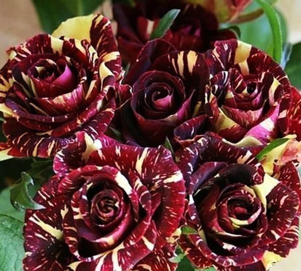 月季|花市遇到这4种花,再好看也不能买,都是假的根本养不活