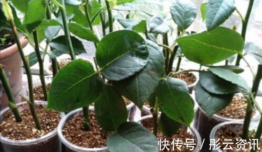 切口处|扦插花卉，总是不生根，大多是3个方面没做好