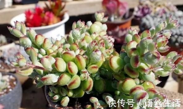 福娘|新人肉友慎入的这几款多肉,你了解多少,知道为什么吗?