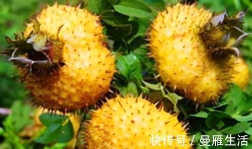 健脑益智|人到中年推荐吃3种食物，补气血，抗衰老，健脑益智，改善睡眠