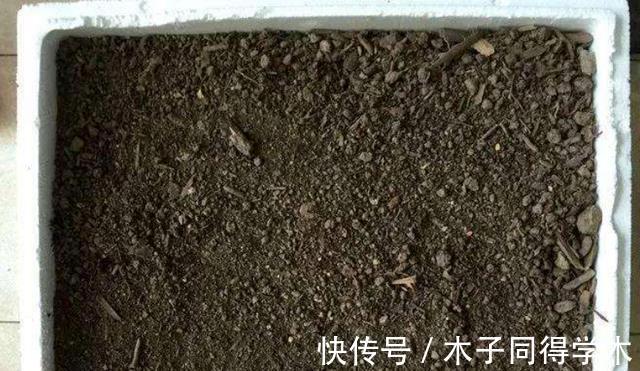 养花|香蕉皮养花,该怎么挖掘其肥力?有3种方法,第3种最得人心