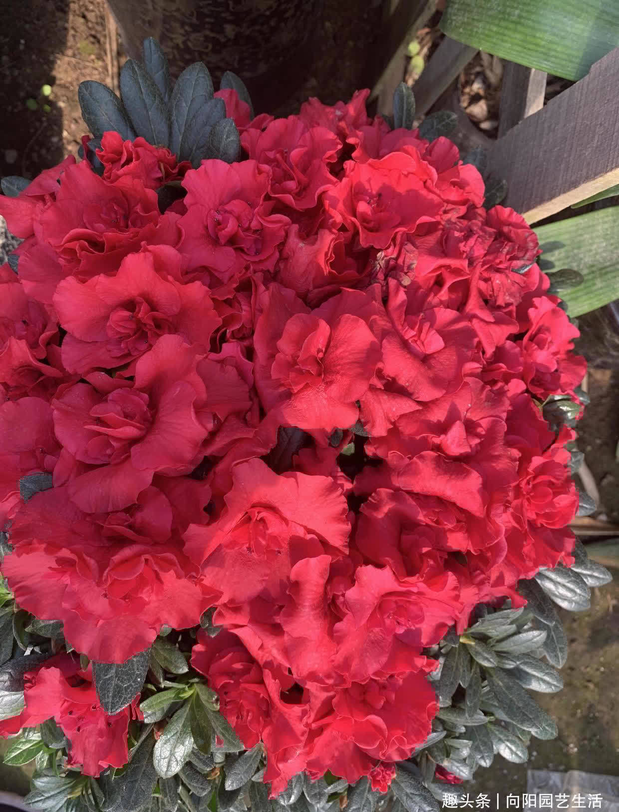 杜鹃花用沙土养,全年爆开花,花苞接连不断,红花开成花球