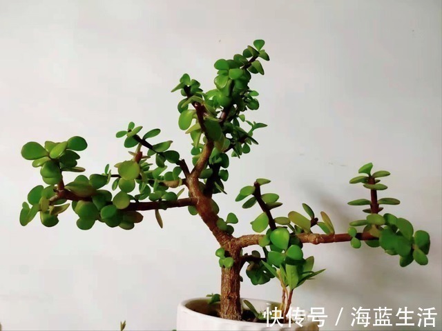 花盆|盆栽金枝玉叶，学会5个养护小技巧，枝叶茂盛，2年长成小“老桩”