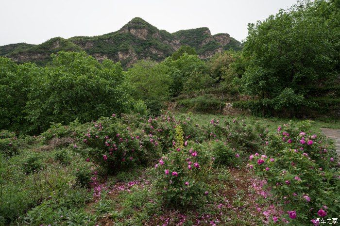 粉红|【郊野行摄】春风拂面，黄栌花开---雨中游京西幽岚山