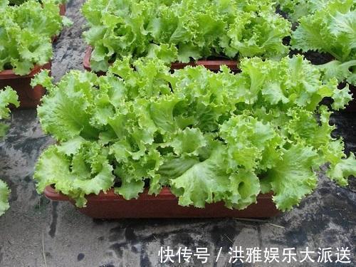 阳台种这3种菜,长得太快吃不完,营养丰富全家都喜欢