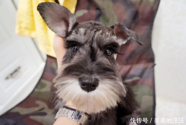萌宠宠物狗狗犬可爱动物哈希娱乐- 哈希游戏平台- 哈希游戏官方网站