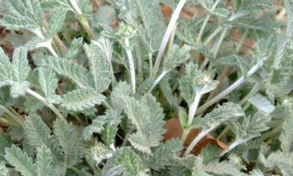 糖尿病|农村随处可见的翻白草是是治疗糖尿病的良药