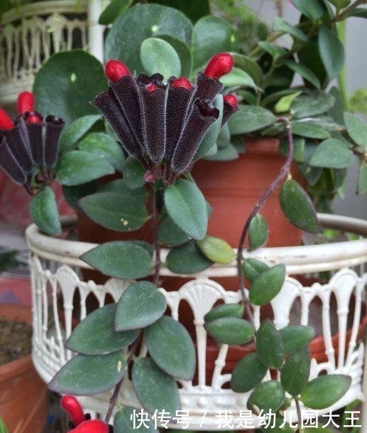 姐姐养了8年的口红吊兰,从二楼垂下来,开花红火,远看像极了画!