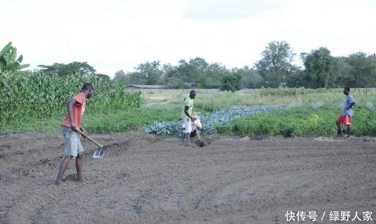  要来|非洲一盘白菜60元, 中国人来这开荒收获后, 当地人争相要来下地