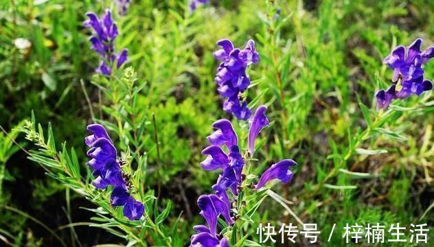 黄芩|一味良药，体内诸“热毒”可除之，体内诸“湿气”亦可除之