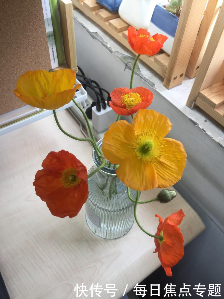 故事|花加:妖娆妩媚的虞美人有哪些花语和传说故事