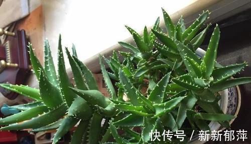 绿色植物|想要芦荟成老桩?知道这个妙招,叶片厚实肥美,几年就成树
