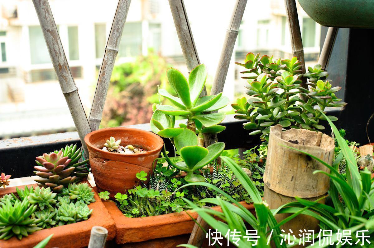 主干|不想让盆栽“蹿个”，掌握这个方法，避免长得“顶天立地”